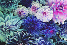 Farebný obraz z kvetov 1998